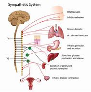 Image result for Medulloblastoma Location Diagram