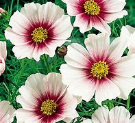 Image result for Cosmos Candy Stripe