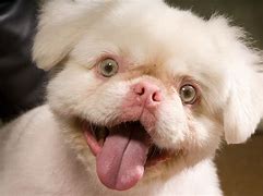 Image result for Albino Meme