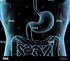 Image result for Stomach in X-ray