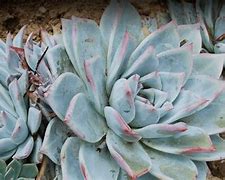 Image result for Dudleya San Diego