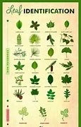 Image result for Nut Tree Leaf Identification