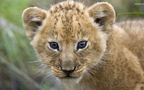 Image result for Lion Protecting Cub Pic