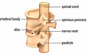 Image result for Vertebral Column and Spinal Nerves