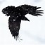 Image result for Raven Flying Drawing