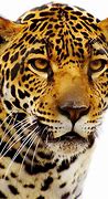 Image result for Jaguar XJ PNG