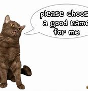 Image result for Cat Names From Movies