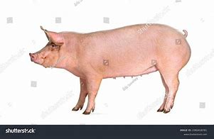 Image result for Swine Side View Pic