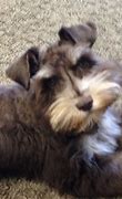 Image result for Liver Tan Schnauzer