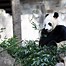 Image result for Panda Si Jia