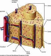 Image result for Cancellous Bone Spongy Bones