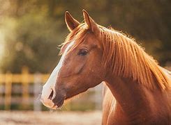 Image result for Horse Mane Haircut