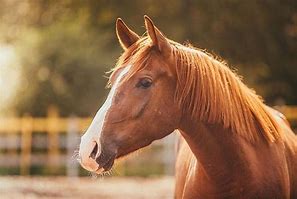 Image result for Horse Mane Hairstyles