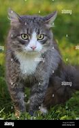 Image result for Gray Tabby Olive Eyes