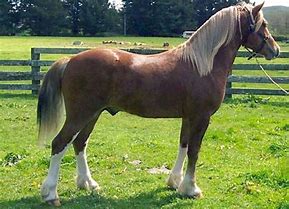 Image result for Welsh Pony Sections