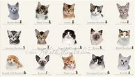 Image result for All Kinds of Cats