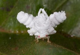 Image result for leafhopper nymphs