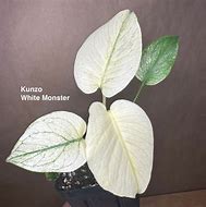 Image result for Red and White Monster