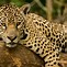 Image result for African Jaguar