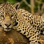 Image result for Jaguar Panthera