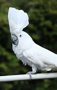 Image result for Sulphur Crested Cockatoo for Rehoming