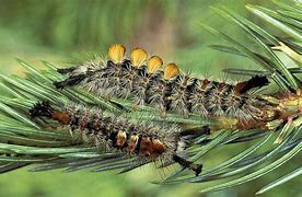 Image result for Douglas Fir Tussock Moth