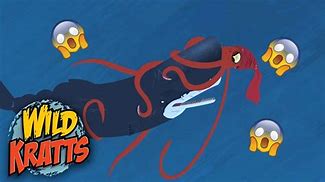 Image result for Wild Kratts Sperm Whale Squid