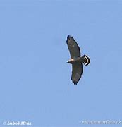 Image result for Buteo Platypterus