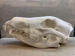 Image result for Grey Wolf Skull