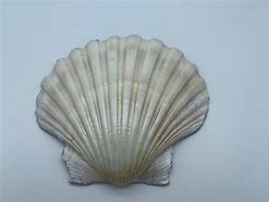 Image result for Mermaid Green Shells