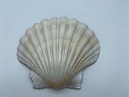 Image result for Mermaid Painted Shell