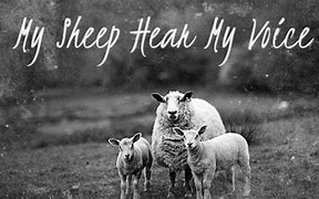 Image result for Sheep Hear My Voice Jesus