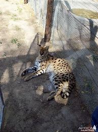 Image result for Serval Cat Africa