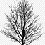 Image result for Tree Pencil Sketch