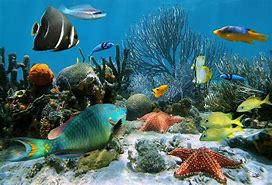 Image result for Sea Animals and Plants