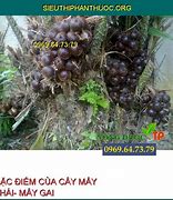 Image result for Trái Mây GAI