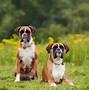 Image result for Boxer Dog Boxing