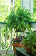 Image result for A Fern Plant