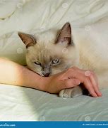 Image result for Cat Bite Girl Hand