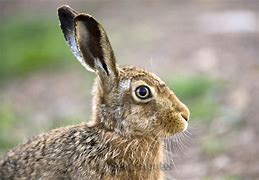 Image result for Award-Winning Brown Hare Photo