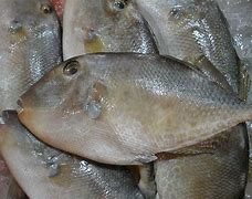 Image result for Ayam Laut