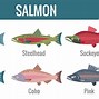 Image result for Salmon Fish Pic