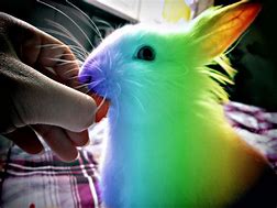 Image result for Rainbow Rabbit