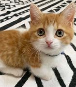 Image result for Real Cat Pet