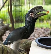 Image result for Trumpeter Hornbill