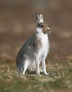 Image result for Hare in Highlands