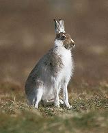 Image result for Picture of Hare Animal