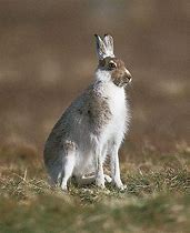 Image result for Hare Portrait Face