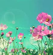 Image result for Cosmos Flower Background