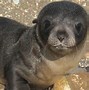 Image result for Marine Mammal Science